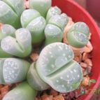 Collecion de biznago24