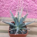 Collecion de biznago24