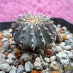 Collecion de biznago24