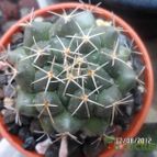 Collecion de biznago24