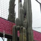 Collecion de biznago24