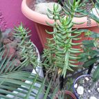 Collecion de biznago24