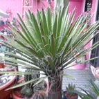 Collecion de biznago24
