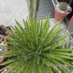 Collecion de biznago24