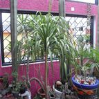 Collecion de biznago24