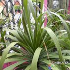 Collecion de biznago24