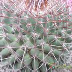Collecion de biznago24