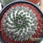 Collecion de biznago24