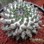 Collecion de biznago24