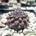 Collecion de biznago24