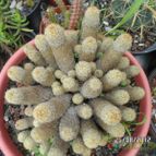 Collecion de biznago24