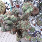 Collecion de biznago24