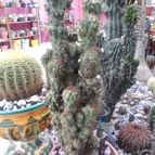 Collecion de biznago24