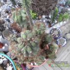 Collecion de biznago24