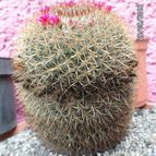 Collecion de biznago24