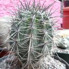 Collecion de biznago24