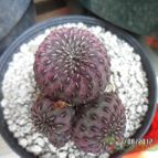 Collecion de biznago24