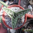 Collecion de biznago24