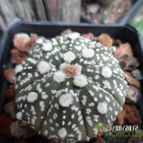 Collecion de biznago24