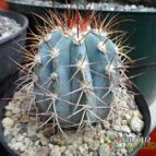 Collecion de biznago24