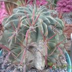 Collecion de biznago24