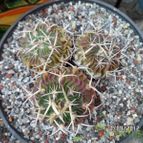 Collecion de biznago24