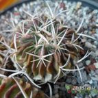 Collecion de biznago24