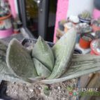Collecion de biznago24
