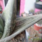 Collecion de biznago24