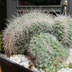 Collecion de biznago24