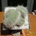 Collecion de biznago24