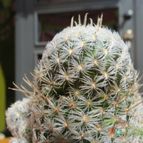 Collecion de biznago24