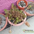 Collecion de biznago24
