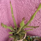 Collecion de biznago24