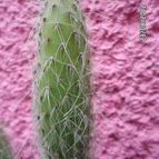Collecion de biznago24