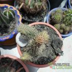 Collecion de biznago24