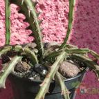 Collecion de biznago24