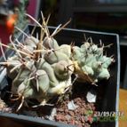 Collecion de biznago24