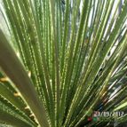 Collecion de biznago24