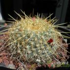 Collecion de biznago24