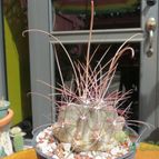 Collecion de biznago24