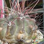 Collecion de biznago24