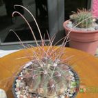 Collecion de biznago24