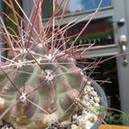 Collecion de biznago24