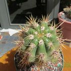 Collecion de biznago24