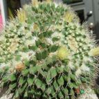 Collecion de biznago24