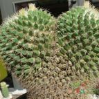 Collecion de biznago24