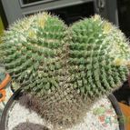 Collecion de biznago24