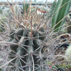 Collecion de biznago24
