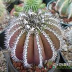Collecion de biznago24